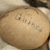 Guinea, Crow, Tame Pigeon, Turtle Dove - 1883 Iowa Egg Collection with Hand-inked Names
