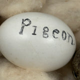 Guinea, Crow, Tame Pigeon, Turtle Dove - 1883 Iowa Egg Collection with Hand-inked Names