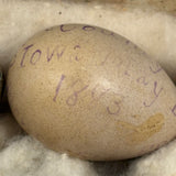 Guinea, Crow, Tame Pigeon, Turtle Dove - 1883 Iowa Egg Collection with Hand-inked Names
