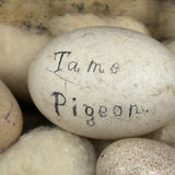 Guinea, Crow, Tame Pigeon, Turtle Dove - 1883 Iowa Egg Collection with Hand-inked Names