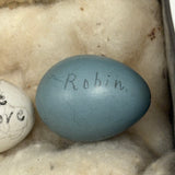 Guinea, Crow, Tame Pigeon, Turtle Dove - 1883 Iowa Egg Collection with Hand-inked Names