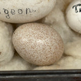 Guinea, Crow, Tame Pigeon, Turtle Dove - 1883 Iowa Egg Collection with Hand-inked Names