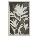 Painterly Mid 20th Century Kodak Real Photo/Photogram Postcard of Leafy Stalk