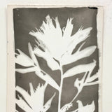 Painterly Mid 20th Century Kodak Real Photo/Photogram Postcard of Leafy Stalk