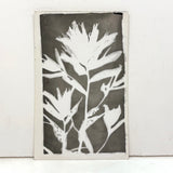 Painterly Mid 20th Century Kodak Real Photo/Photogram Postcard of Leafy Stalk