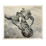 Boa Eating Deer, Vintage Snapshot