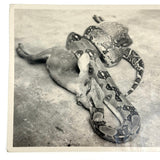 Boa Eating Deer, Vintage Snapshot