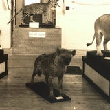 Morse Museum, Warren NH Real Photo Postcard c. 1930s