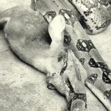 Boa Eating Deer, Vintage Snapshot