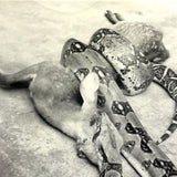 Boa Eating Deer, Vintage Snapshot