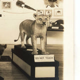 Morse Museum, Warren NH Real Photo Postcard c. 1930s