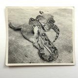 Boa Eating Deer, Vintage Snapshot