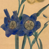 Ixia, Milla, Blue Babiana, Exuberantly Watercolored Antique Botanical Print, Framed