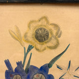 Ixia, Milla, Blue Babiana, Exuberantly Watercolored Antique Botanical Print, Framed