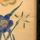 Ixia, Milla, Blue Babiana, Exuberantly Watercolored Antique Botanical Print, Framed