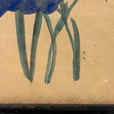 Ixia, Milla, Blue Babiana, Exuberantly Watercolored Antique Botanical Print, Framed