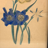 Ixia, Milla, Blue Babiana, Exuberantly Watercolored Antique Botanical Print, Framed