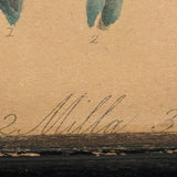 Ixia, Milla, Blue Babiana, Exuberantly Watercolored Antique Botanical Print, Framed