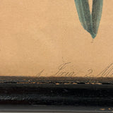 Ixia, Milla, Blue Babiana, Exuberantly Watercolored Antique Botanical Print, Framed