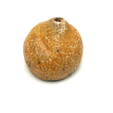 Early Stone Fruit Lemon Half