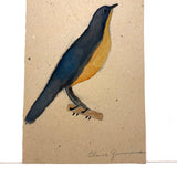 Elsie Zimmerman's Sweet Bird (Blue Flycatcher?) Watercolor, PA, c. 1930s