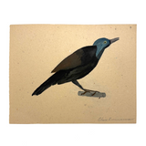 Elsie Zimmerman's Grackle (I believe!), c. 1930s School Watercolor
