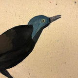 Elsie Zimmerman's Grackle (I believe!), c. 1930s School Watercolor