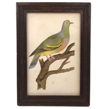 Lovely c. 1850s Watercolor of Green Pigeon on Branch in Period Frame