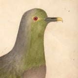 Lovely c. 1850s Watercolor of Green Pigeon on Branch in Period Frame