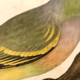 Lovely c. 1850s Watercolor of Green Pigeon on Branch in Period Frame