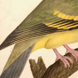 Lovely c. 1850s Watercolor of Green Pigeon on Branch in Period Frame