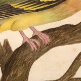 Lovely c. 1850s Watercolor of Green Pigeon on Branch in Period Frame