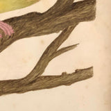 Lovely c. 1850s Watercolor of Green Pigeon on Branch in Period Frame