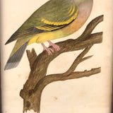 Lovely c. 1850s Watercolor of Green Pigeon on Branch in Period Frame