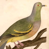Lovely c. 1850s Watercolor of Green Pigeon on Branch in Period Frame