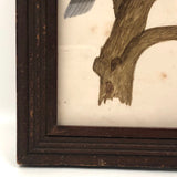 Lovely c. 1850s Watercolor of Green Pigeon on Branch in Period Frame