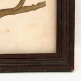 Lovely c. 1850s Watercolor of Green Pigeon on Branch in Period Frame