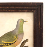 Lovely c. 1850s Watercolor of Green Pigeon on Branch in Period Frame