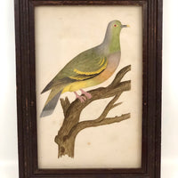 Lovely c. 1850s Watercolor of Green Pigeon on Branch in Period Frame