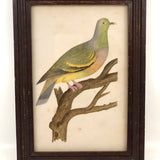 Lovely c. 1850s Watercolor of Green Pigeon on Branch in Period Frame
