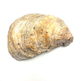 19th Century Folk Art Painted (Extra Large) Oyster Shell with Sailboats, Lighthouse and Dutch Flag