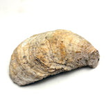 19th Century Folk Art Painted (Extra Large) Oyster Shell with Sailboats, Lighthouse and Dutch Flag