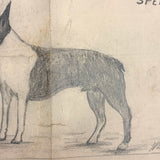Dana Purinton's Top Speed Boston Terrier, with Strutting Dachshund on Reverse, Graphite Drawing