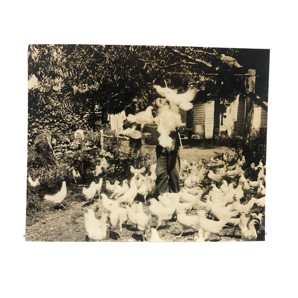 Flurry of Chickens, Beautiful Old Snaphot Photo