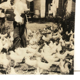 Flurry of Chickens, Beautiful Old Snaphot Photo