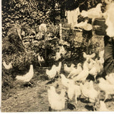 Flurry of Chickens, Beautiful Old Snaphot Photo