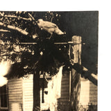 Flurry of Chickens, Beautiful Old Snaphot Photo