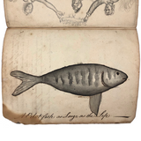 1783 British Notebook, Partial, with Ships, Fish, Geometry, etc.
