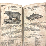 1853 Byerly's New American Spelling Book with Watercolor Bird and Animal Engravings