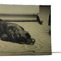 Sleeping Dog at the Edge of the Rug, Irregularly Cut Antique Tintype Photo